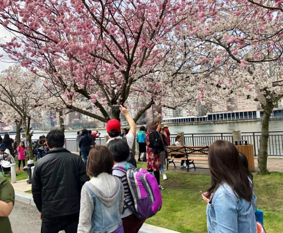 Roosevelt Island Cherry Blossom Festival Success and Related Troubles Roosevelt Island Cherry Blossom Festival Success and Related Troubles